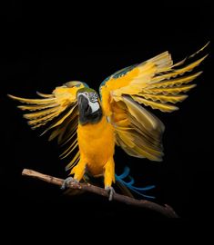 a yellow and blue parrot is sitting on a branch with its wings spread wide open