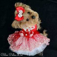 a small dog wearing a red and white dress