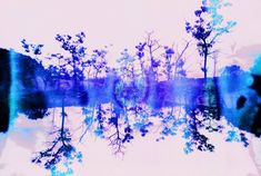 trees are reflected in the water on a pink and blue background that is slightly blurry