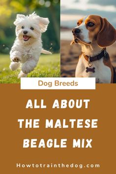 two dogs and one dog with the words all about the maltes beagle mix