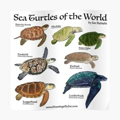 sea turtles of the world by person