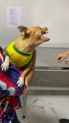 a dog in a yellow shirt and some people