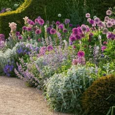 a garden filled with lots of purple flowers and green plants next to a walkway surrounded by hedges