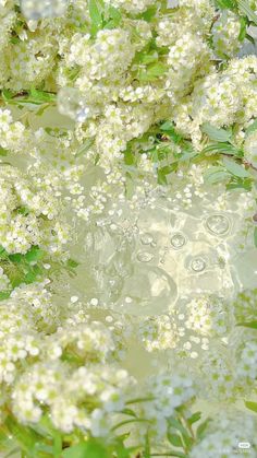 some white flowers and green leaves in the water