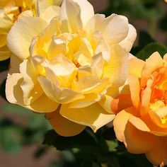 two yellow and white roses are blooming in the sun on a sunny day with green leaves