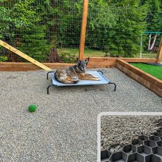 a dog laying on top of a blue bed in a yard next to a fence