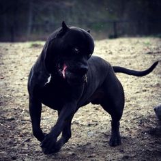 a large black dog running across a dirt field with trees in the backgroud