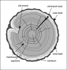 the cross section of a tree trunk with all its parts labeled in black and white