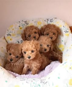 four brown poodle puppies are sitting in a dog bed with flowers on it