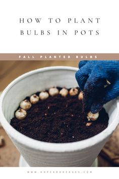 how to plant bulbs in pots