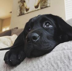 a close up of a dog laying on a couch