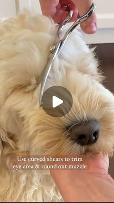 a white dog being groomed by someone with scissors on it's head and the words use curved shears to trim eye area & round out muzzle