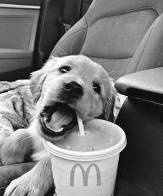 a dog sitting in the back seat of a car drinking from a cup with a straw sticking out of it's mouth