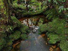 a stream running through a lush green forest filled with lots of mossy plants and trees