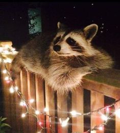 a raccoon sitting on top of a wooden fence covered in lights and garlands