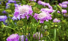 purple and white flowers blooming in a field