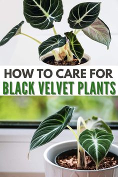 a potted plant with the words how to care for black velvet plants