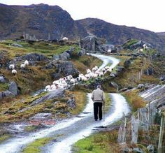 a man walking down a dirt road with sheep in the background