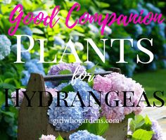 hydrangeas in a garden with text overlay that says, good companion plants for hydra