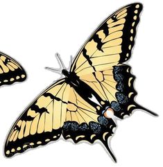 two yellow and black butterflies flying side by side on a white background, one is facing the opposite direction