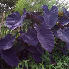 large purple leaves are growing in the bushes and shrubs around them, along with other plants