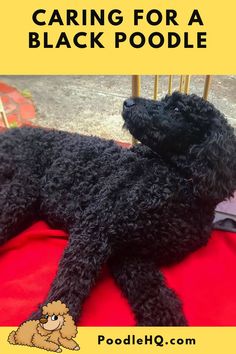 a black poodle laying on top of a red blanket with the words caring for a black poodle