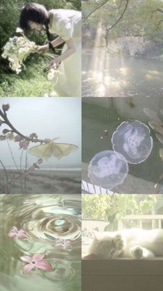 four different pictures with one cat and the other an umbrella, in various stages of being photographed