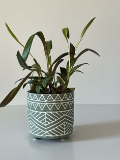 a potted plant sitting on top of a table