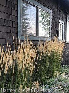 some very pretty tall grass by the side of a house