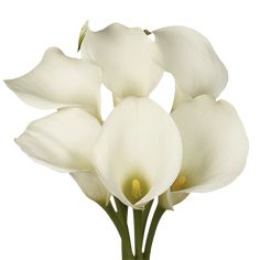 white flowers in a vase on a white background