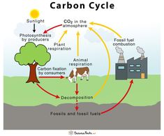 the carbon cycle diagram shows how plants and animals interact with each other in an environment