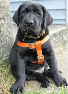 a black dog with an orange collar is sitting on the ground next to a tree