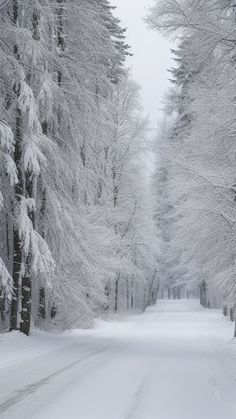 a snow covered road surrounded by tall trees