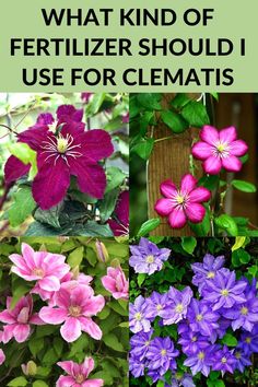 different types of flowers with the text what kind of fertilizer should i use for clematis?