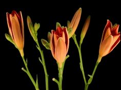 three orange flowers with green stems against a black background