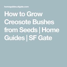 the words how to grow creocote bushes from seeds home guides / ssf gate