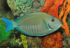 a fish that is swimming in the water near some rocks and corals on the ocean floor