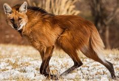 a red fox is walking in the snow