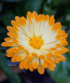 an orange and white flower with green leaves in the background