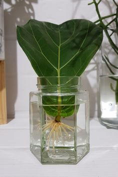 a glass vase with a plant inside of it