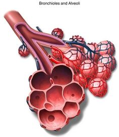 an image of the heart with bronchles and awel attached to it's blood vessels