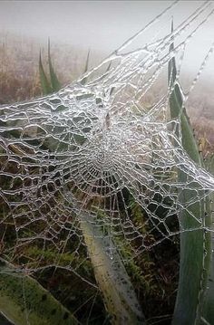 a spider web covered in water on top of grass