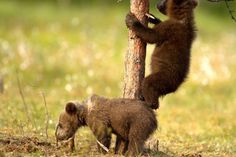 two brown bears climbing up the side of a tree