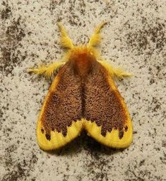 a yellow and brown moth sitting on the ground