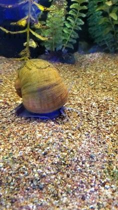 a close up of a snail on the ground