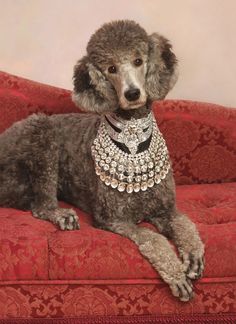 a poodle sitting on top of a red couch wearing a jeweled collar and necklace