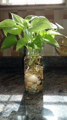 a plant in a mason jar filled with rocks and plants sitting on a counter top