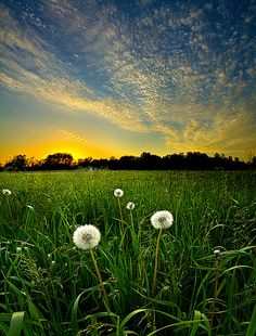 the sun is setting over a field with dandelions in the foreground and clouds in the background