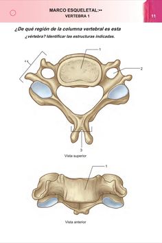 an image of the bones and their structures