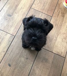 a small black dog sitting on top of a wooden floor